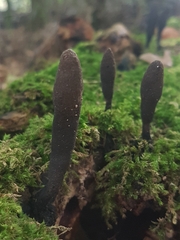 Xylaria longipes