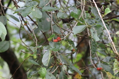 Maclura tricuspidata