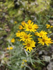Senecio stoechadiformis
