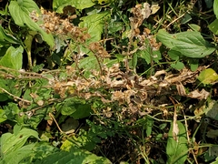 Cynoglossum officinale
