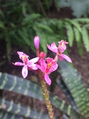 Epidendrum