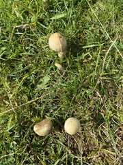 Protostropharia semiglobata