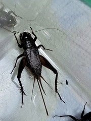 Teleogryllus emma