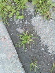 Poa annua