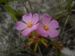 Drosera quartzicola