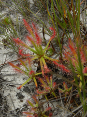 Drosera quartzicola