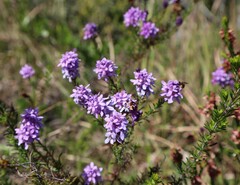 Selago villicaulis