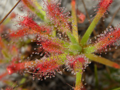 Drosera quartzicola