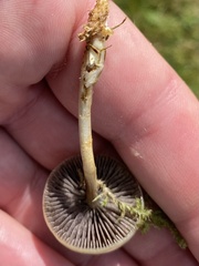 Protostropharia semiglobata