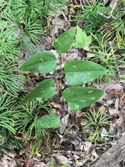 Smilax