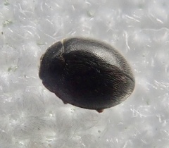 Stethorus pusillus