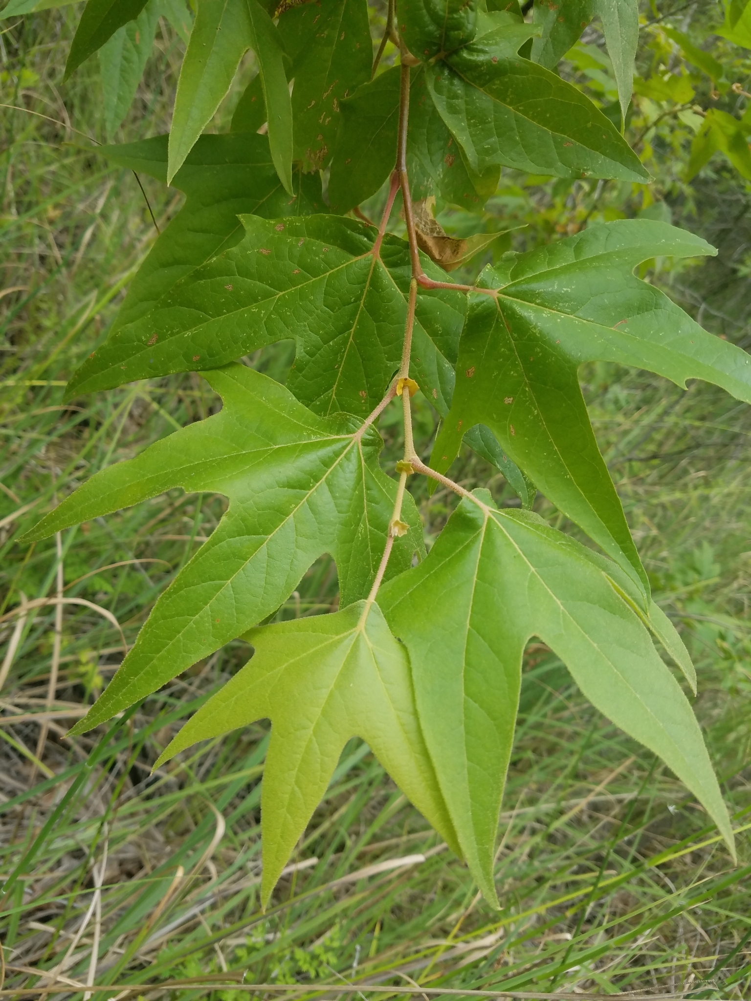 Platanus wrightii