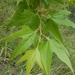 Arizona Sycamore - Photo (c) mkweathers, some rights reserved (CC BY-NC)