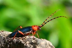 Stenaspis verticalis