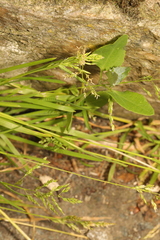 Poa annua