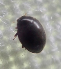 Stethorus pusillus
