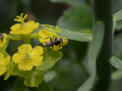 Camponotus niveosetosus