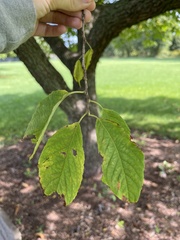 Celtis occidentalis
