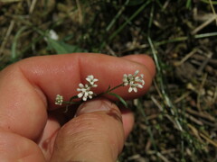 Asperula cynanchica