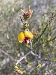 Bossiaea eriocarpa
