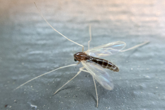 Chironomidae