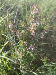 Lespedeza