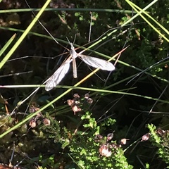 Tipula