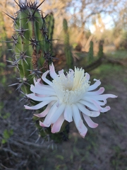 Stenocereus gummosus