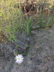 Stenocereus gummosus