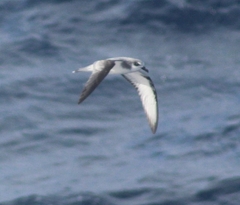 Pterodroma
