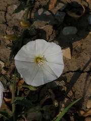 Convolvulus arvensis