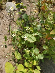 Symphoricarpos albus