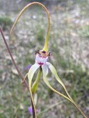 Caladenia × cala