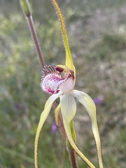 Caladenia × cala