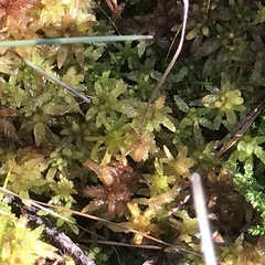 Sphagnum
