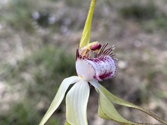 Caladenia × cala
