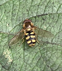 Eupeodes corollae