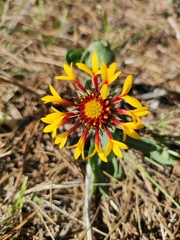 Gaillardia