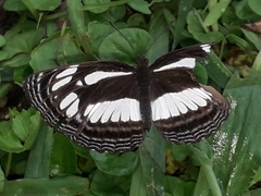 Neptis