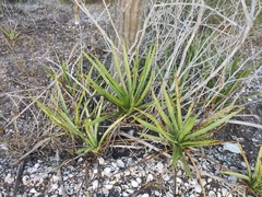 Agave datylio