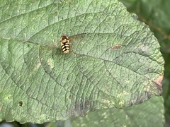 Eupeodes corollae