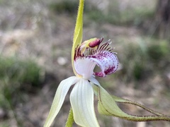 Caladenia × cala