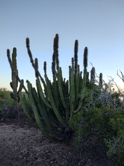 Lophocereus schottii