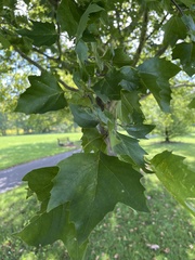 Platanus occidentalis