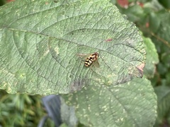 Eupeodes corollae