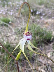 Caladenia × cala