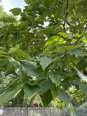 Catalpa speciosa