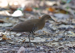 Rallina eurizonoides