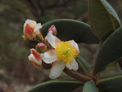 Kielmeyera appariciana