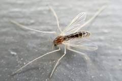 Chironomidae
